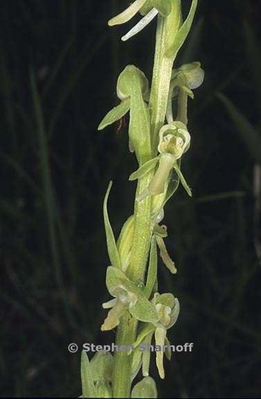 platanthera sparsiflora 8 graphic